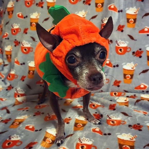 DOG COSTUME BUNDLE!!! Doggie Halloween!!! 🎃🦈 🌭 - Picture 2 of 12